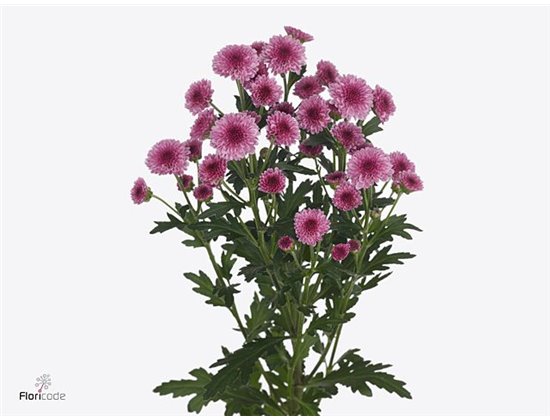 Marjetka santini Mad Pink Tyolo c925