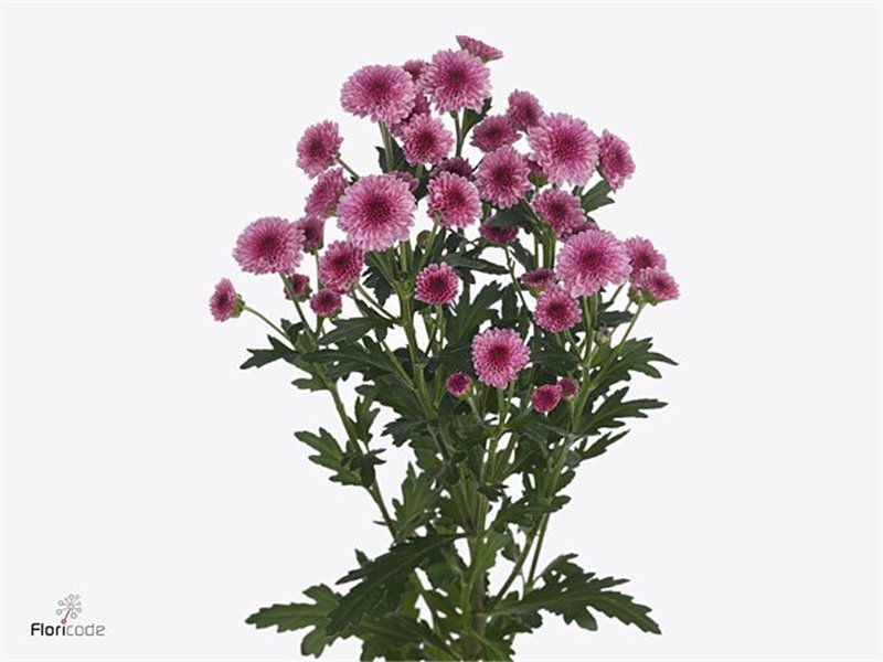 Marjetka santini Mad Pink Tyolo c925