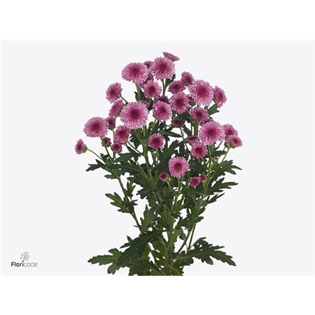 Marjetka santini Mad Pink Tyolo c925