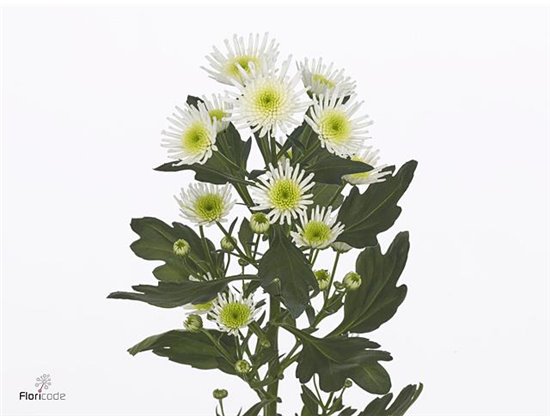 Marjetka santini Mad Pink Tyolo c926