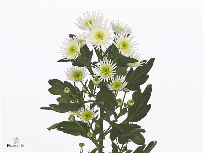 Marjetka santini Mad Pink Tyolo c926