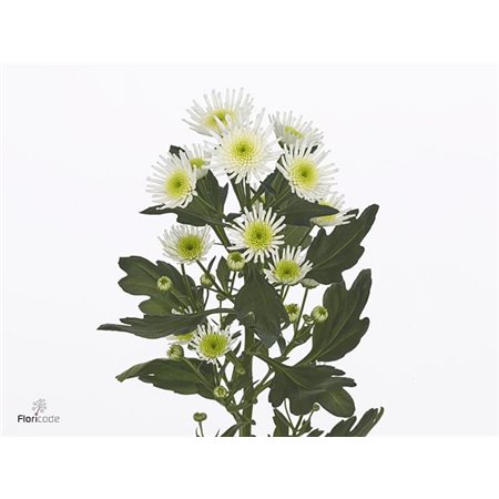 Marjetka santini Mad Pink Tyolo c926