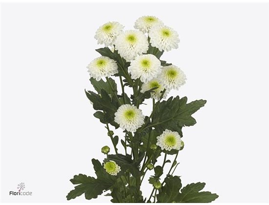 Marjetka santini Maverick White c928