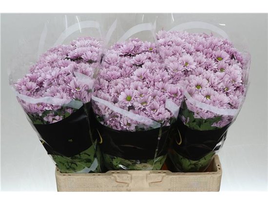 Marjetka santini Melody c930