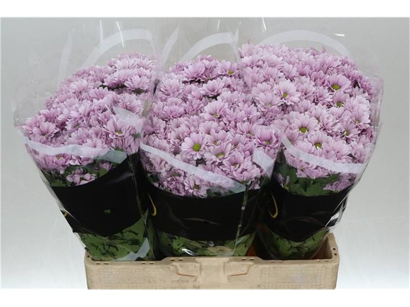 Marjetka santini Melody c930