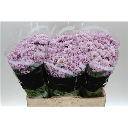 Marjetka santini Melody c930