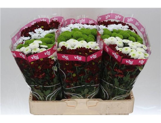 Marjetka santini Mixed Breeze c931