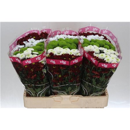 Marjetka santini Mixed Breeze c931