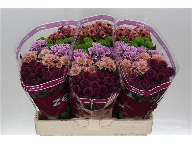 Marjetka santini Mixed Happy c932