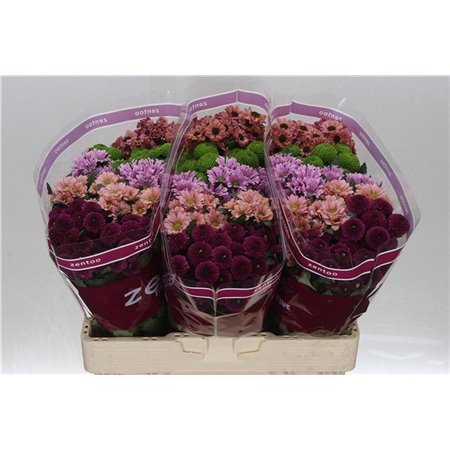 Marjetka santini Mixed Happy c932