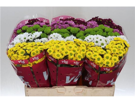 Marjetka santini Mixed Hot c933