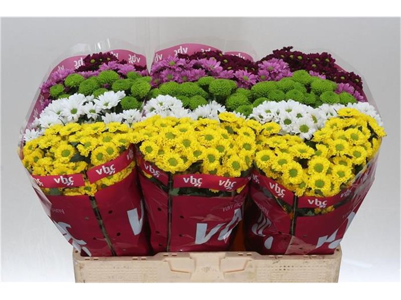 Marjetka santini Mixed Hot c933