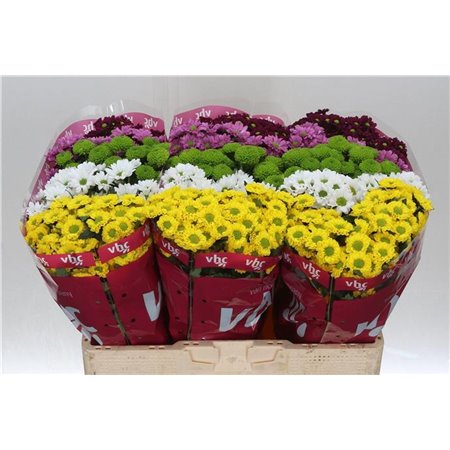 Marjetka santini Mixed Hot c933