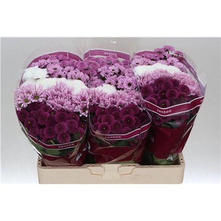 Marjetka santini Mixed Sweet c934