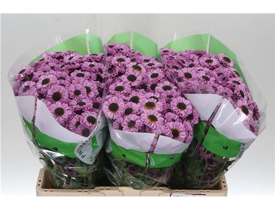 Marjetka santini Patrese Pink c935