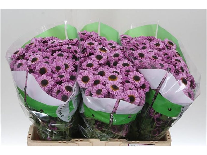 Marjetka santini Patrese Pink c935