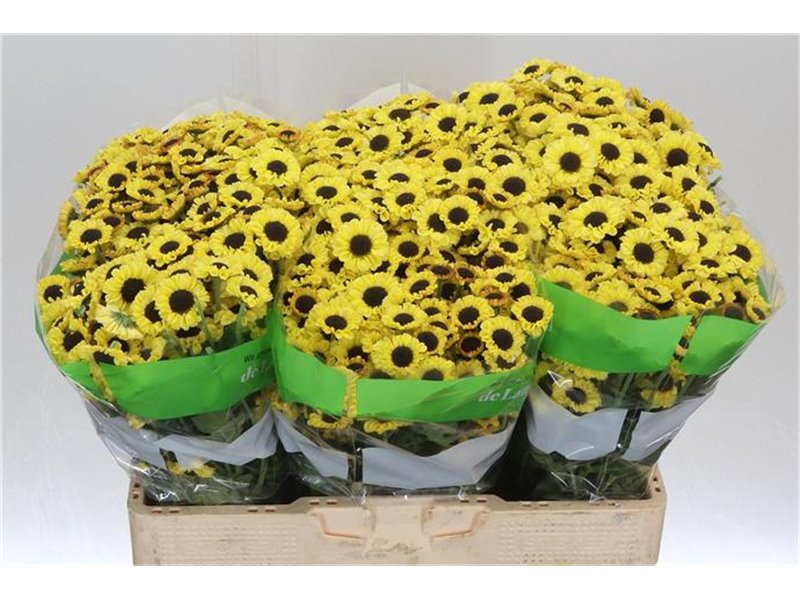 Marjetka santini Patrese Sunny c937