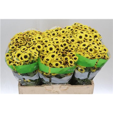 Marjetka santini Patrese Sunny c937