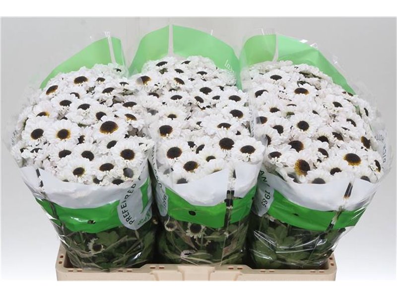 Marjetka santini Patrese White c938