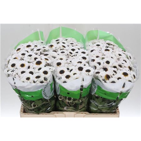 Marjetka santini Patrese White c938