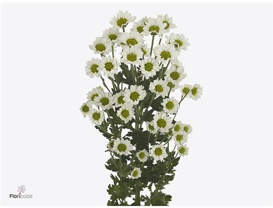 Marjetka santini Pixel Snowy c939