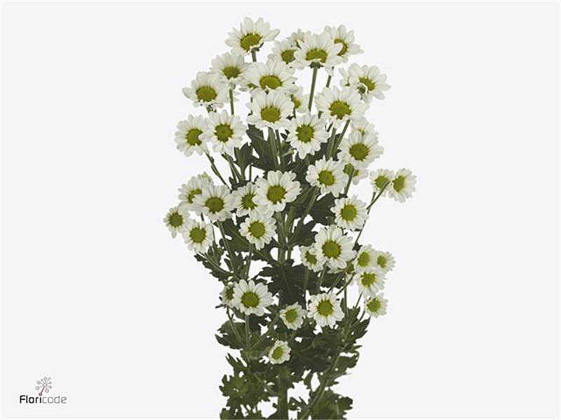 Marjetka santini Pixel Snowy c939