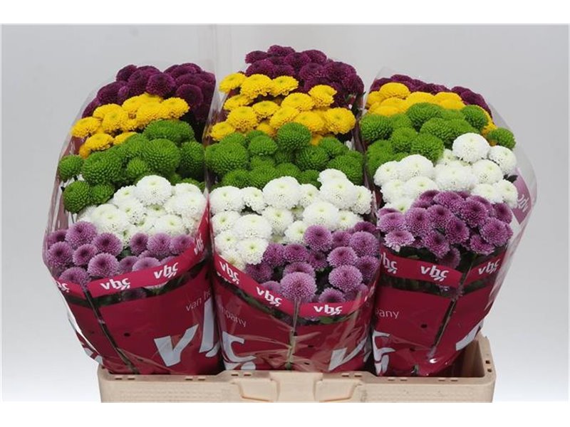 Marjetka santini Pompon Mixed in Bunch c940