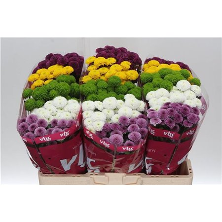 Marjetka santini Pompon Mixed in Bunch c940