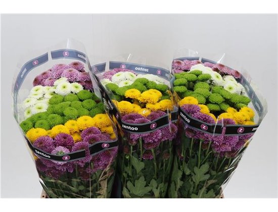 Marjetka santini Pompon Mixed in Bunch c941
