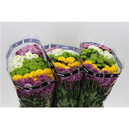 Marjetka santini Pompon Mixed in Bunch c941