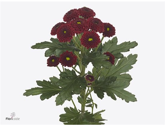 Marjetka santini Purpetta Red c943