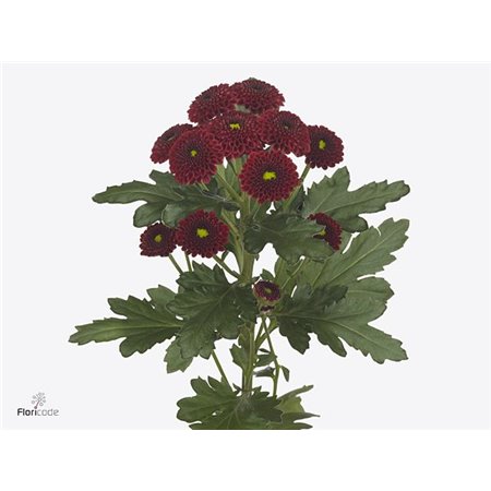 Marjetka santini Purpetta Red c943