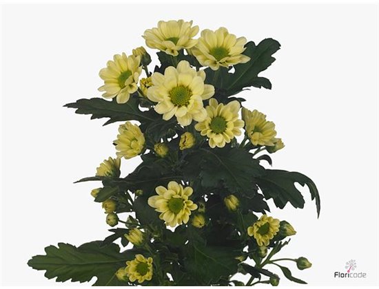 Marjetka santini Rossi Cream c944