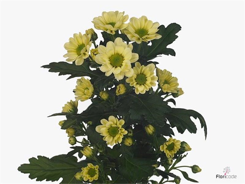 Marjetka santini Rossi Cream c944