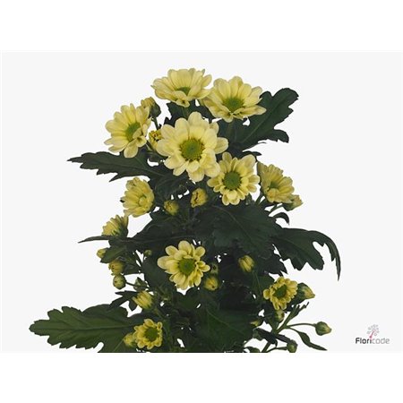 Marjetka santini Rossi Cream c944