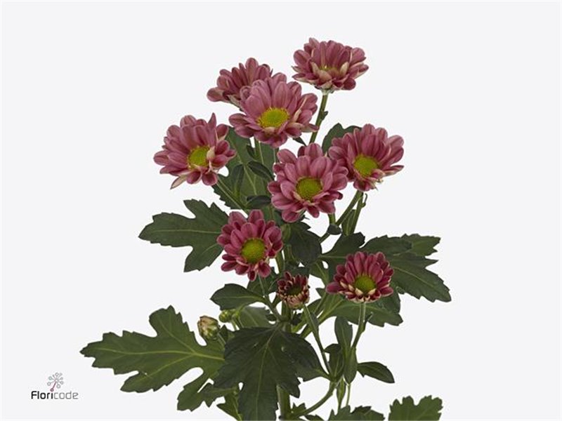 Marjetka santini Rossi Cream c945