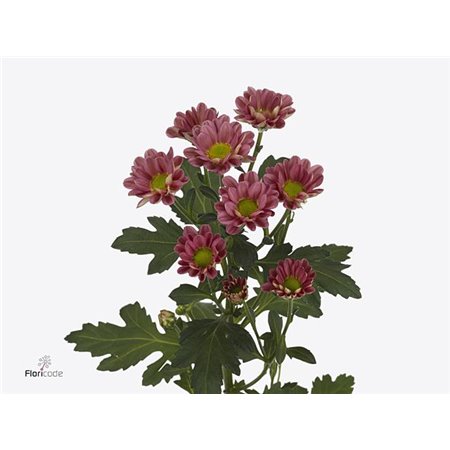 Marjetka santini Rossi Lobster c946