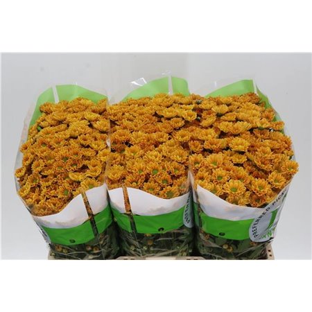 Marjetka santini Rossi Lobster c947