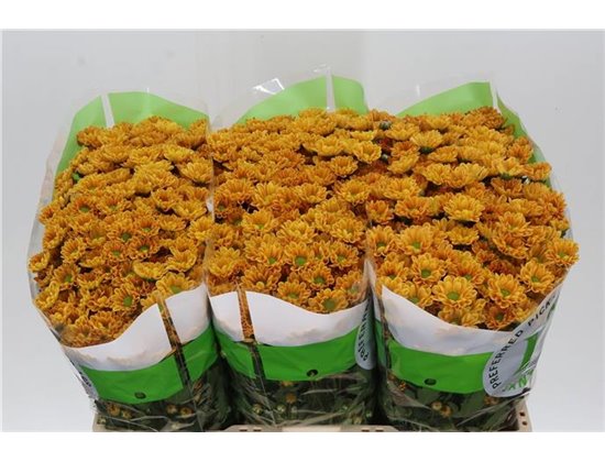 Marjetka santini Rossi Orange c948