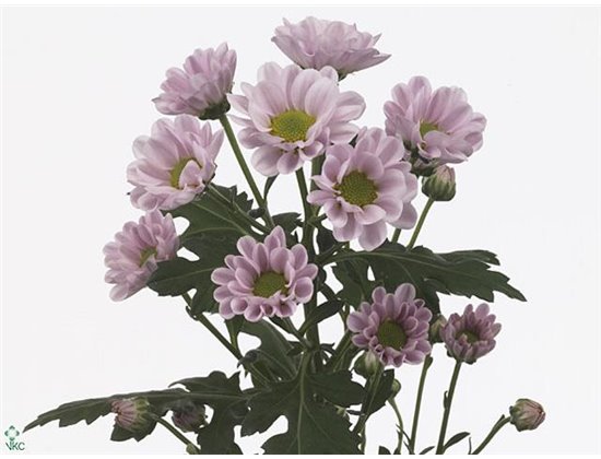 Marjetka santini Rossi Pink c950