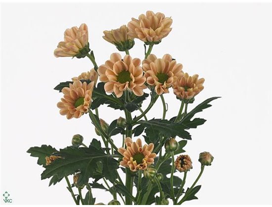 Marjetka santini Rossi Salmon c951