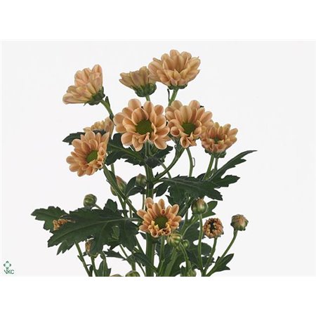 Marjetka santini Rossi Salmon c951