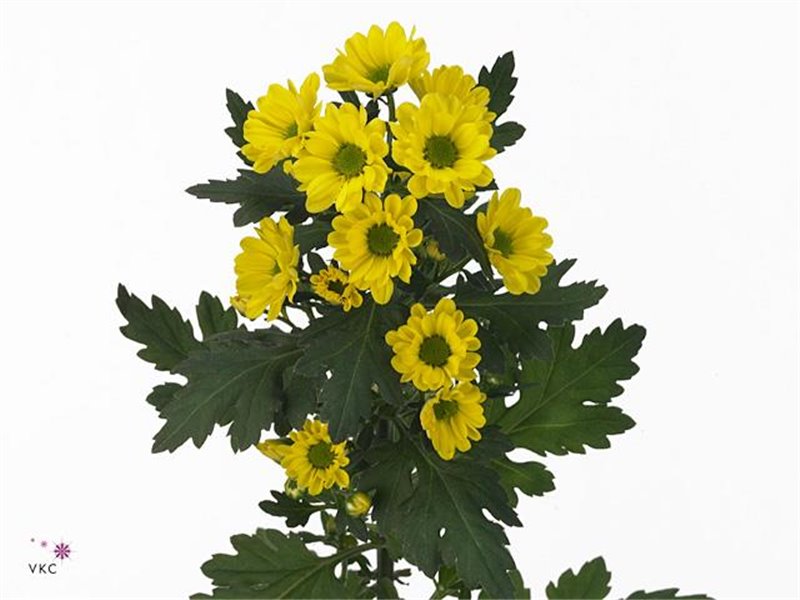 Marjetka santini Rossi Salmon c952