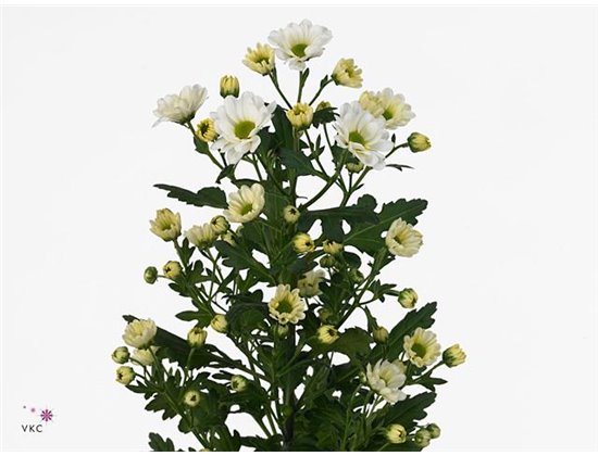 Marjetka santini Rossi White c954