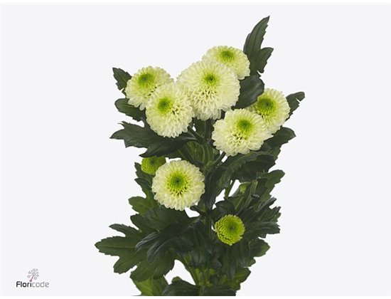 Marjetka santini Sira c955