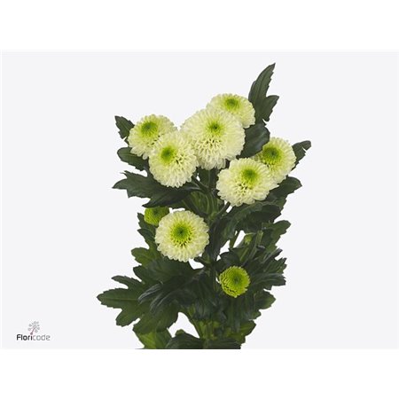 Marjetka santini Sira c955