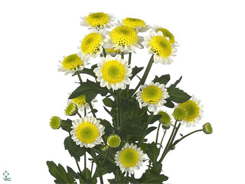 Marjetka santini Sun Up c956