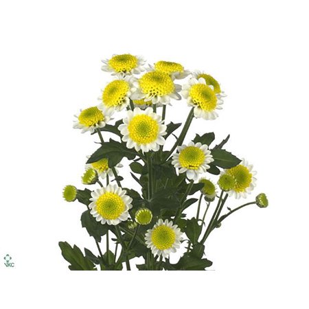 Marjetka santini Sun Up c956