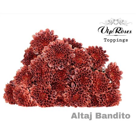 Marjetka T Altaj Bandito c958