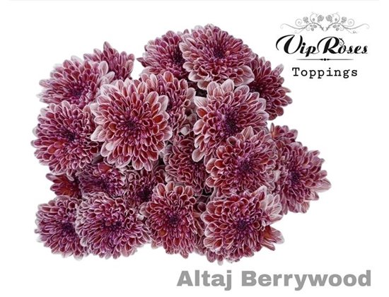 Marjetka T Altaj Berrywood c959